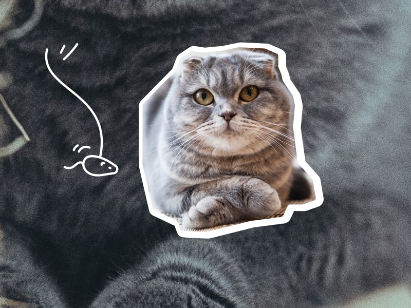 Scottish Fold breed profile